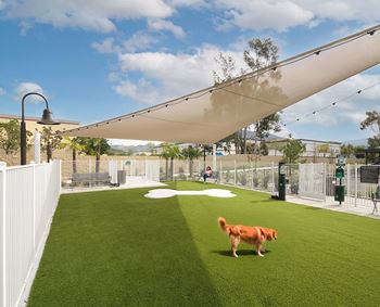 Club paw: pet relief area